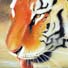 Tiger pastel2