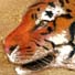 tiger running pastel