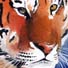 tiger watercolour
